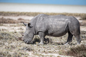 Obraz premium Rhinoceros in Etosha National Park