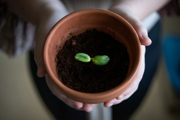 A sprout in the pot. A girl is holding a plant pot.  