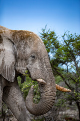 Fototapeta premium Elephant eats vegetation