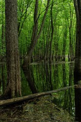 Forest reflections