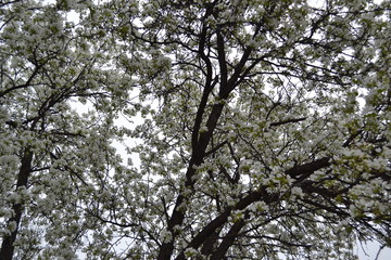 Fototapeta premium flowering pear tree from the bottom view
