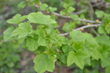 
black currant branch with young green foliage