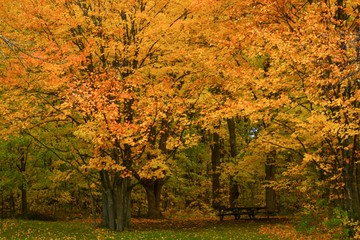 Autumn in the forest