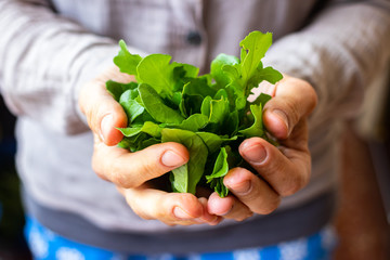 Fresh green rucola herb leaves sprouts for salad. Woman hands