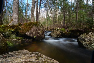 river in the forest