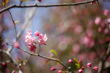 山に咲く八重桜