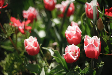 ピンクのチューリップ