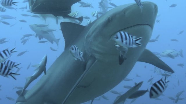 Slow-motion of a large bull shark approaching underwater camera 