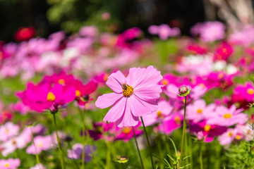 Cosmos variety of colors flowers in the garden, morning fresh air. Pollination with bee and flowers cosmos  with sunshine.