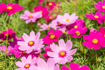 Cosmos variety of colors flowers in the garden, morning fresh air. Pollination with bee and flowers cosmos  with sunshine.