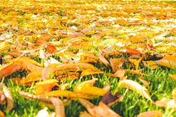 Yellow Autumn landscape, Fall leaves in an autumn background of New Zealand 