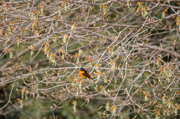 Baltimore Oriole in Tree