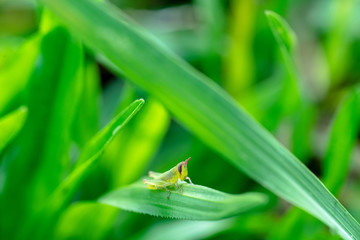 Larvae on grasshoppers on green leaves.