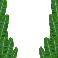 banana leaf on white background