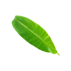 Obraz premium banana leaf on white background