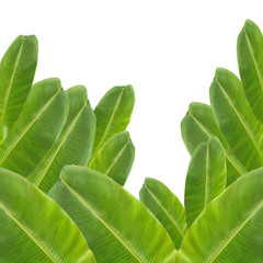 banana leaf on white background