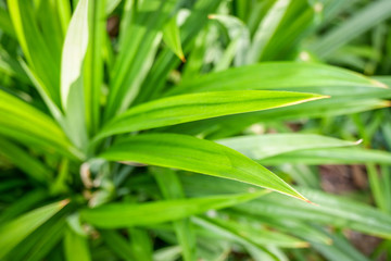 Fototapeta na wymiar Close-up of Pandan leaves (Pandanus amaryllifolius) in garden with sunlight.