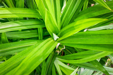 Top view of Pandan leaves (Pandanus amaryllifolius) in garden with sunlight.