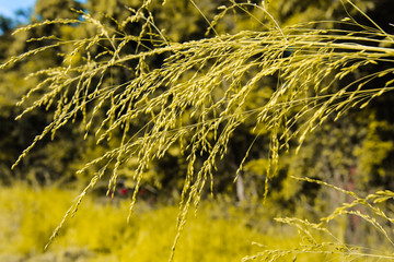 Pend&atilde;o Colonh&atilde;o