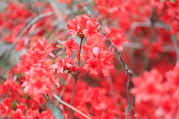 철쭉꽃이 보이는 아름다운 봄풍경