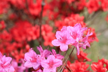 Obraz premium 철쭉꽃이 보이는 아름다운 봄풍경