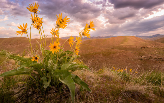 Yellow wildflowers overlooking the mountains.