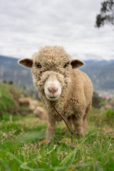 Naklejka na ściany i meble Sheep in the Meadow 