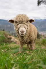 Naklejka na ściany i meble Sheep in the Meadow 