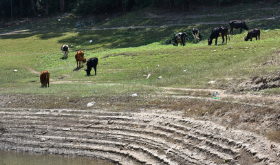 cows grazing in a field