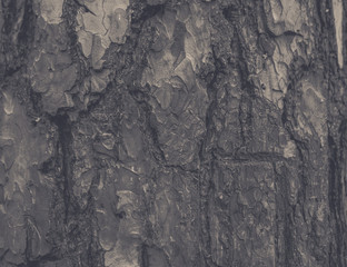 Background from textured tree bark
