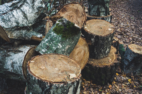 Logs and stumps piled together in the forest
