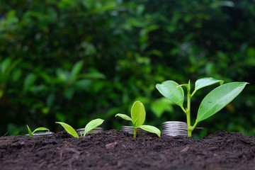 closeup  silver coins stacked with growth  trees green on the planting soil bokeh background, Business Finance and Money concept
