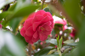 A single bright pink Camelia in a spring garden