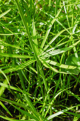 Fototapeta na wymiar Green Leaf of Sedge Plant In Natural Pond.