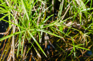 Green Leaf of Sedge Plant In Natural Pond.