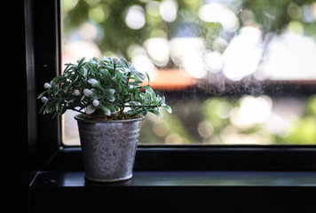 Plant pots placed by the black window.