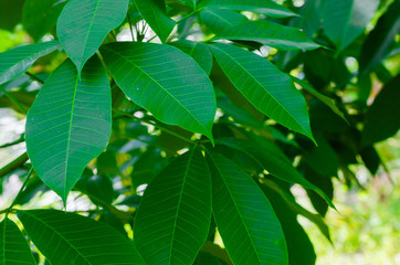 Fototapeta na wymiar Green Leaf of Para Rubber Tree In Natural Garden.