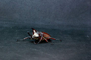 photo of beetle which is a pest of coconut trees, horned and has a skin in the form of a shiny shell.