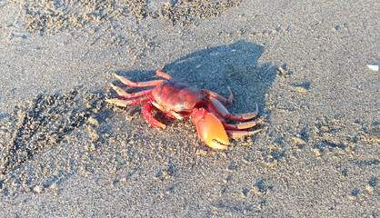 Close-up and selective focus on red sand crab at cox's bazar beach, Bangladesh
