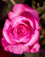 close up of pink rose