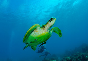 The swimming turtle.