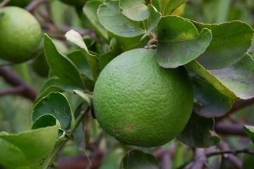 lime in the gardern 