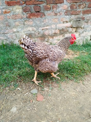 Colorful Rooster. Cock with black and white feathers. Chicken