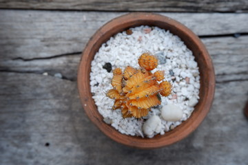 sea salt on wooden background