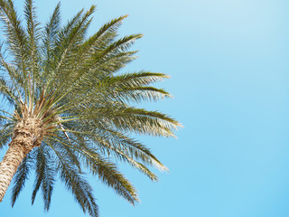 Green thatch palm against background of clear blue sky, medium view. Egypt in february, nature background. Selective soft focus. Blurred background