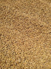 Paddy dry sun natural food pattern