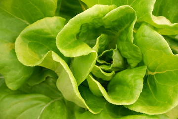 fresh spinach leaves