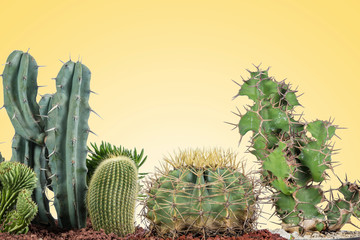 Cactus de varios tipos  con un fondo de color amarillo