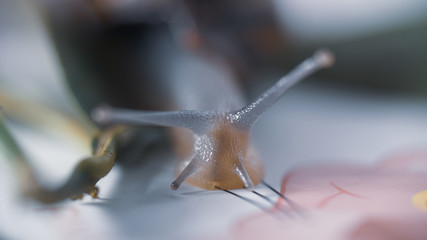 close up of snail face