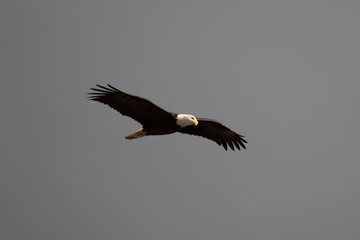A single Bald Eagle circling in the sky searching for food.